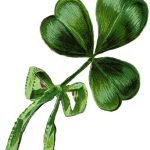 irish-shamrock-3