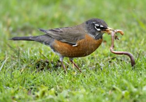 bird-worm-2_2141752i